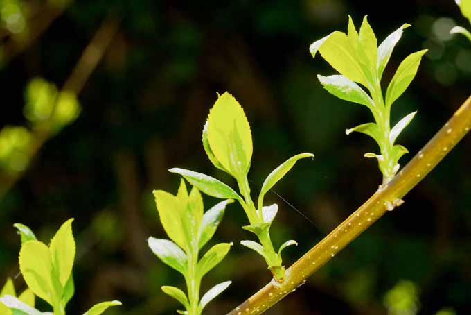 Una imagen horizontal de primer plano de una rama con un nuevo crecimiento en primavera representada en un fondo de enfoque suave.