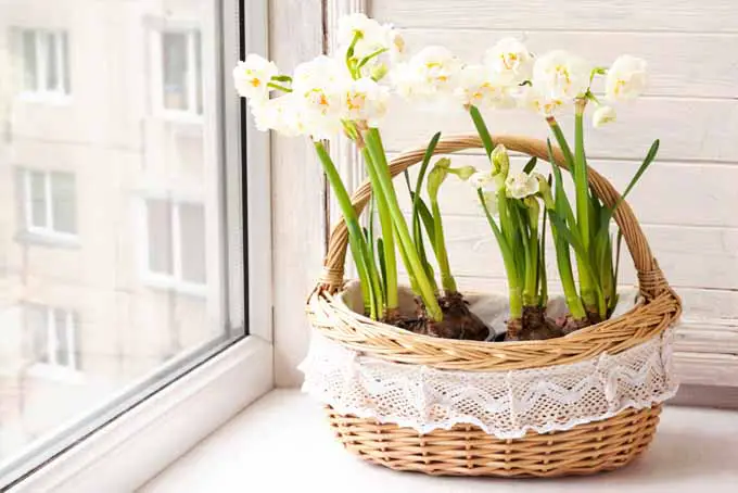 Una imagen horizontal de primer plano de flores de tulipán de papel blanco que crecen en una cesta de mimbre colocada en un alféizar.