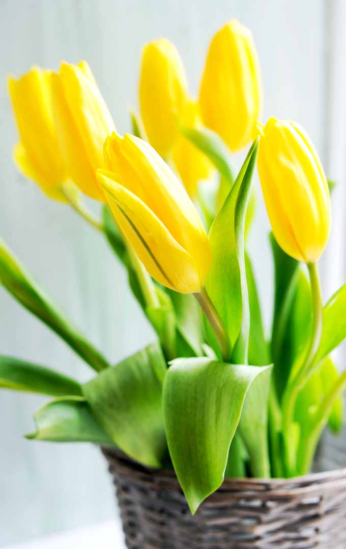 Una imagen vertical de cerca de tulipanes amarillos que crecen en una maceta en el interior.