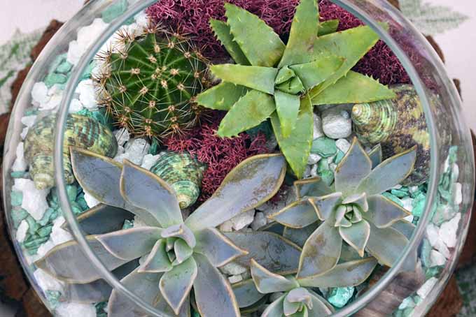 Una imagen horizontal de cerca de una sembradora de vidrio redonda llena de suculentas y cactus.