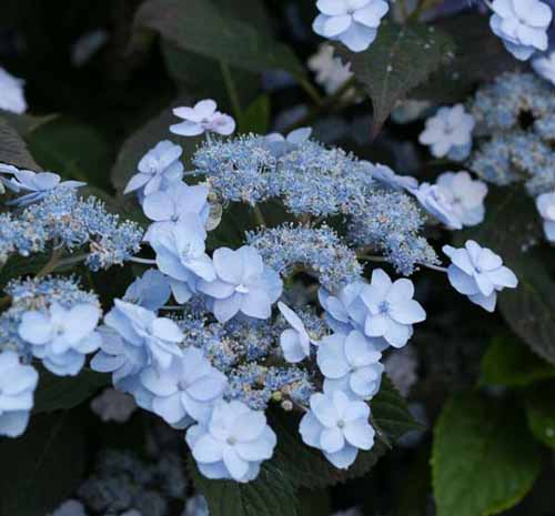 Una imagen cuadrada de primer plano de la hortensia 'Tiny Tuff Stuff' con flores azules en un fondo oscuro de enfoque suave.
