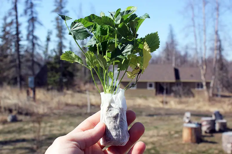 Un primer plano de un pequeño trasplante con las raíces envueltas en una toalla de papel para mantenerlas húmedas, frente a una escena de jardín con una casa, árboles y un cielo azul de fondo.