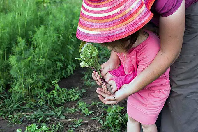 Una imagen horizontal de primer plano de un niño pequeño sosteniendo una remolacha recién cosechada, con una escena de jardín en el fondo.