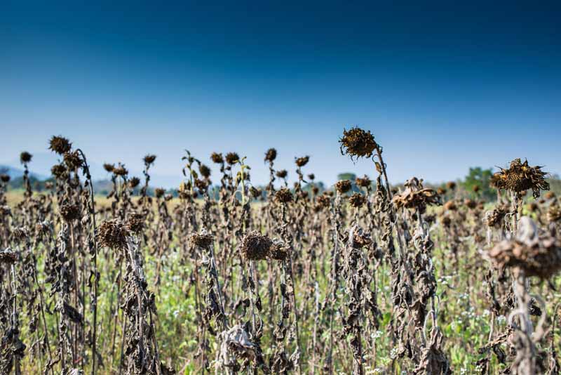 Un campo de plantas secas y arrugadas, muriendo al calor del sol.