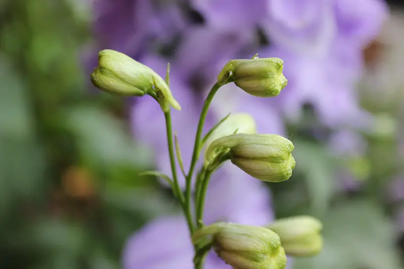 Un primer plano de los capullos de flores sin abrir de delphinium representados en un fondo de enfoque suave.