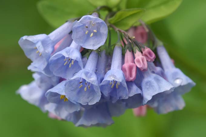 Cerca de Virginia Blue Bells con flores azules y capullos de rosa