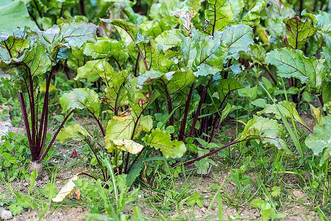 Una imagen horizontal de cerca de las plantas de remolacha que crecen en el jardín rodeadas de malezas.