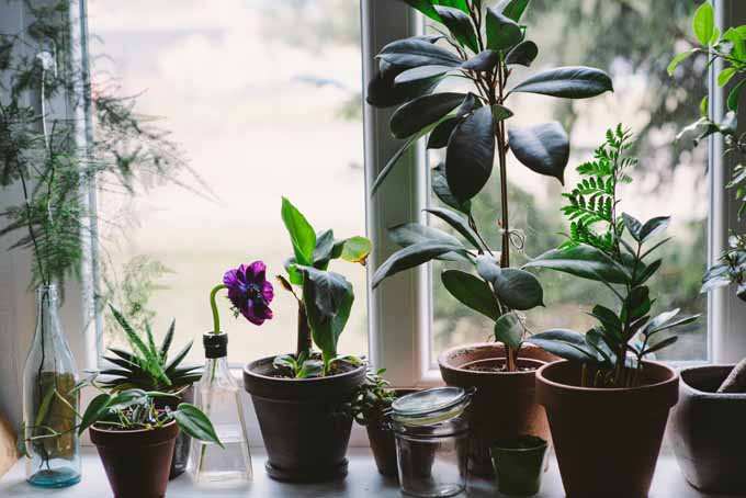 Una imagen horizontal del alféizar de una ventana con una variedad de plantas de interior en macetas.