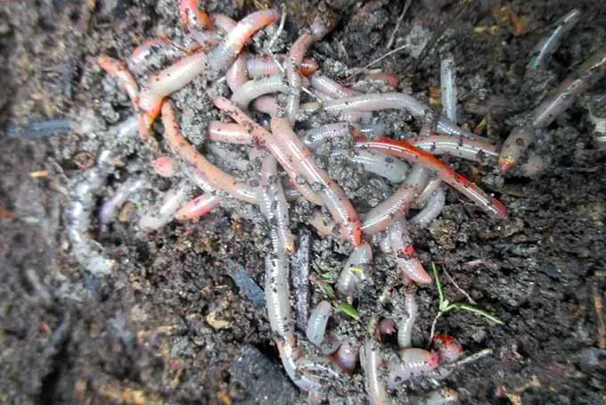 Un primer plano de un grupo de gusanos en una pila de compost.