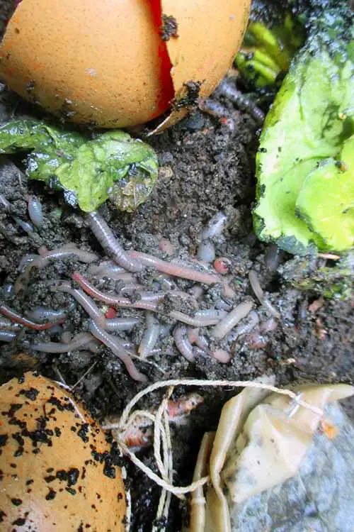 Una imagen vertical de un grupo de lombrices de tierra en una pila de abono, rodeada de desperdicios de comida.
