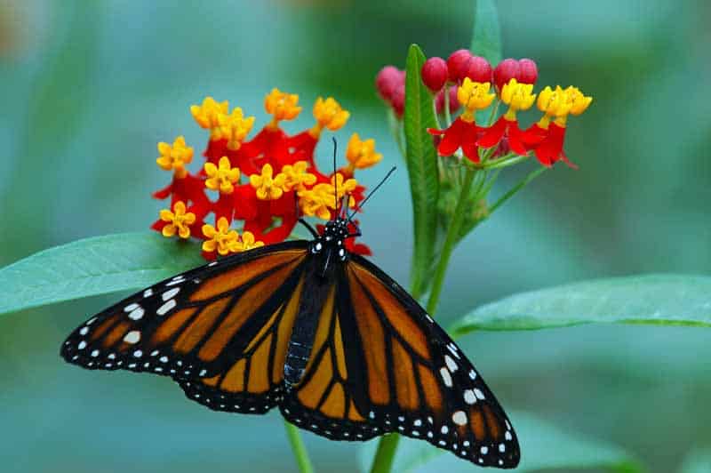 'Mariposa Roja' Asclepias o algodoncillo con una mariposa monarca alimentándose de las flores.